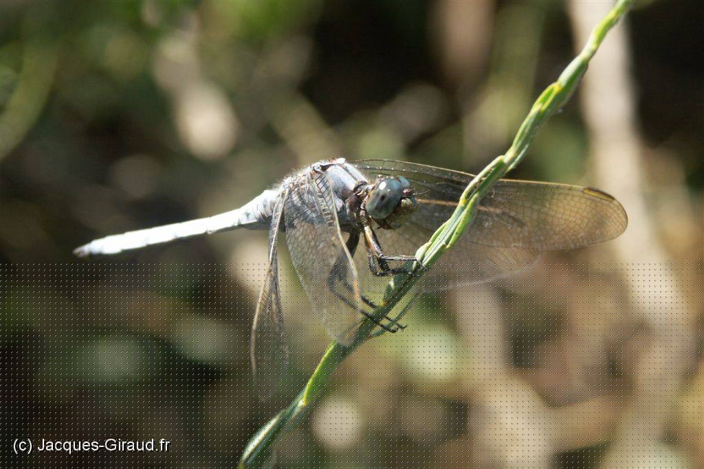 2005-07-30 16-58-58 Agde 200,0mm 1_160_eme F5,6.JPG